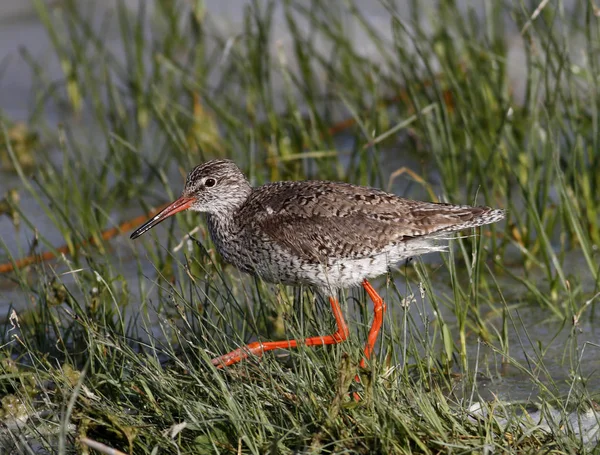 Vista Panorâmica Belo Pássaro Redshank — Fotografia de Stock