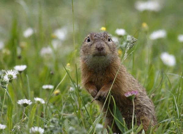 Ground Squirrel Marmotini Rodent — Stock Photo, Image