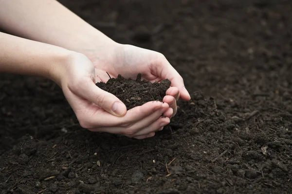 Jovem Segurando Uma Pequena Planta Solo — Fotografia de Stock