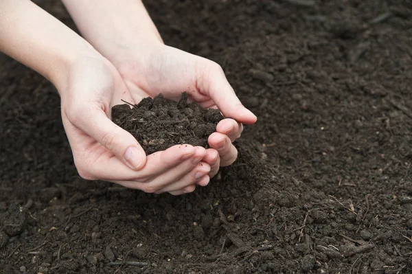 Jovem Segurando Uma Pequena Planta Solo — Fotografia de Stock