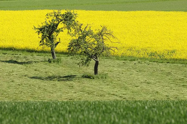 Сельскохозяйственное Рапсовое Поле Желтая Флора — стоковое фото