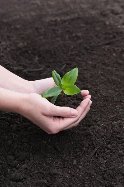 Jovem Segurando Uma Planta Nas Mãos — Fotografia de Stock