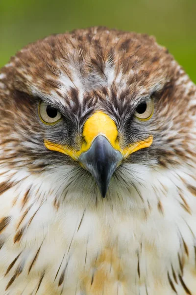 Aussichtsreicher Blick Auf Den Schönen Falken Der Natur — Stockfoto