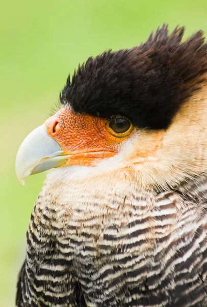 Vista Panorâmica Majestoso Predador Buzzard — Fotografia de Stock