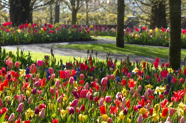 Jardin Printemps Coloré Avril — Photo