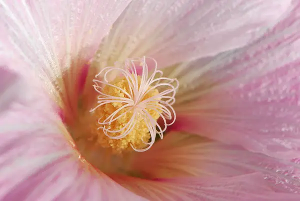 Schöne Blumen Blumiges Konzept Hintergrund — Stockfoto