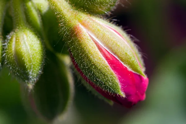 Nahaufnahme Einer Roten Blume — Stockfoto