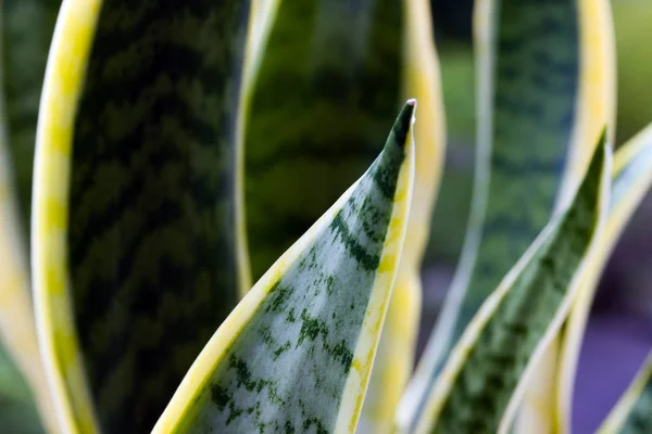 Exotic Tropical Plant Cactus — Stock Photo, Image