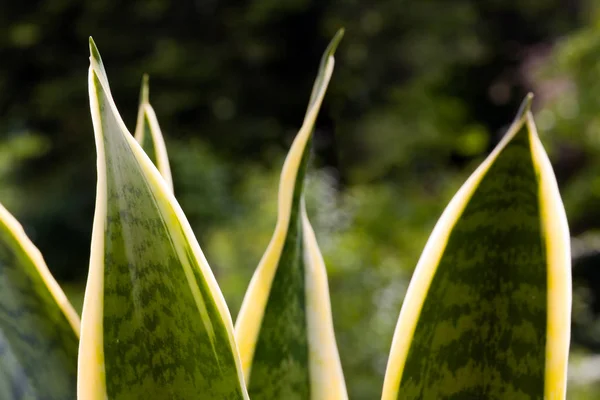 Тропічна Екзотична Рослина Природна Флора — стокове фото