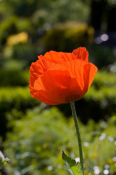 Red Poppies Natural Background — Stock Photo, Image