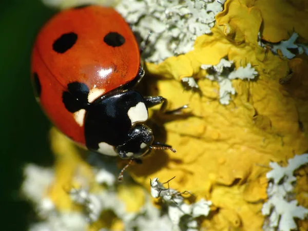 Vue Rapprochée Petit Insecte Coccinelle — Photo