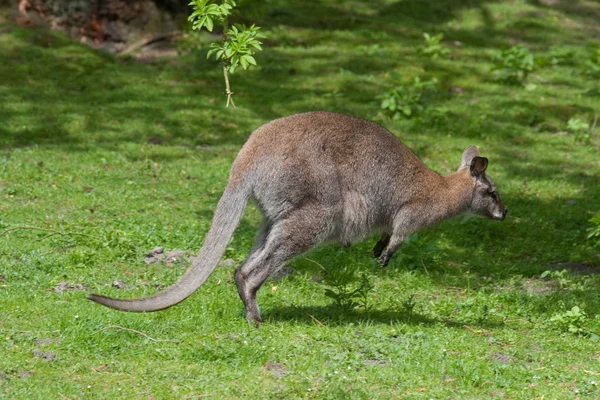 Kangaroo Στο Τρέξιμο — Φωτογραφία Αρχείου