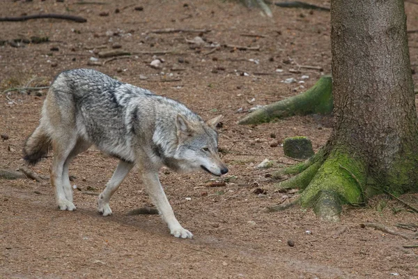 Wolf Auf Dem Spiel — Stockfoto