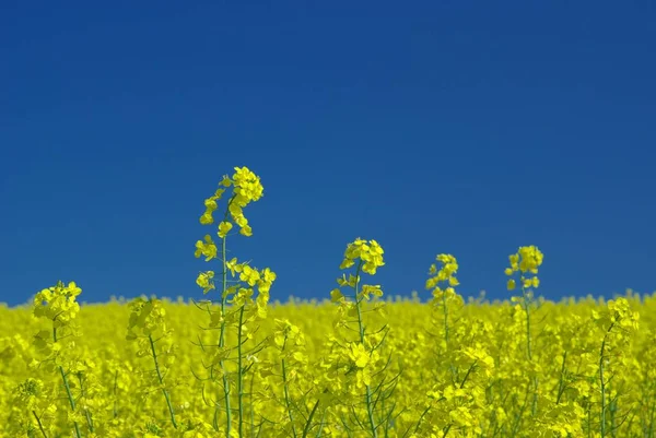 Landschappelijke Visie Landbouw Het Platteland — Stockfoto