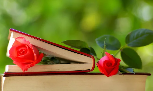 Dos Rosas Los Libros — Foto de Stock