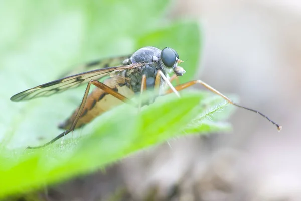 Close Bug Natureza Selvagem — Fotografia de Stock