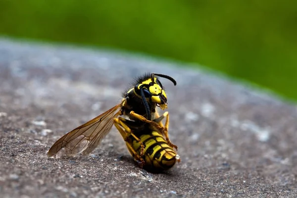 Detailní Pohled Hmyz Přírodě — Stock fotografie