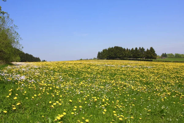 Vackra Blommor Blommigt Koncept Natur Bakgrund — Stockfoto