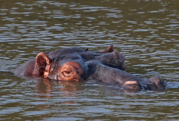 Hippopotamus Water — Stock Photo, Image