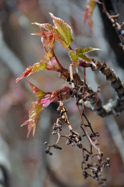 Вирджинский Ползучий Цветок Весной — стоковое фото