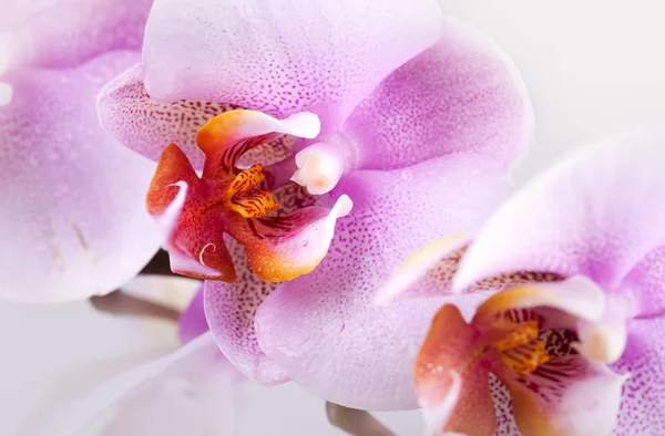 Rózsaszín Orchidea Virágszirmok — Stock Fotó