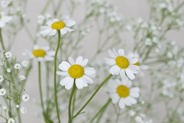 Flores Diferentes Foco Seletivo — Fotografia de Stock