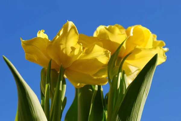 Springtime Spring Tulips Flowers Flora — Stock Photo, Image