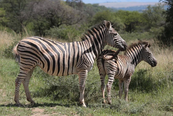 Cebra Rayada Blanca Negra Mamífero — Foto de Stock