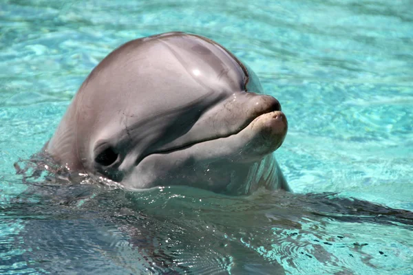 Delfin Vízi Hal Tengeri Állat — Stock Fotó