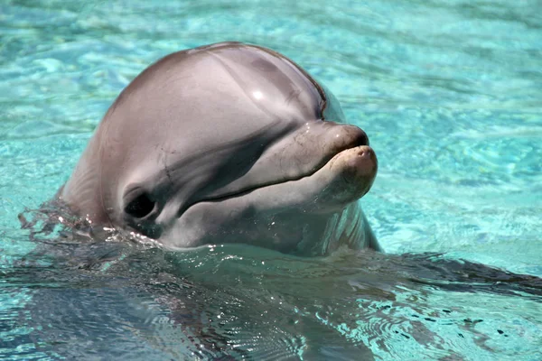 Delfine Wasserfische Meerestiere — Stockfoto