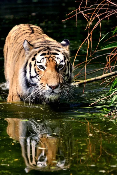 Predatore Felino Tigre Selvatica — Foto Stock