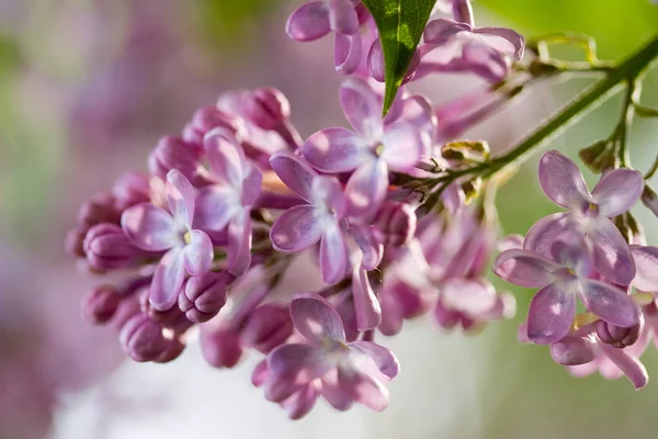 Lente Lila Bloeiende Bloemen Flora — Stockfoto