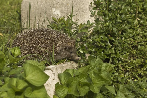 Hedgehog Uma Busca Descoberta — Fotografia de Stock