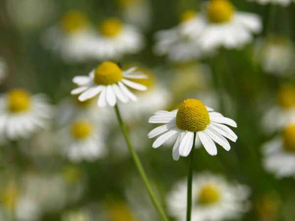 Güzel Çiçekler Doğa Arka Planı — Stok fotoğraf