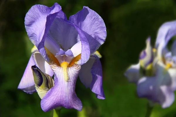 Vista Panorámica Hermosa Flor Del Iris — Foto de Stock