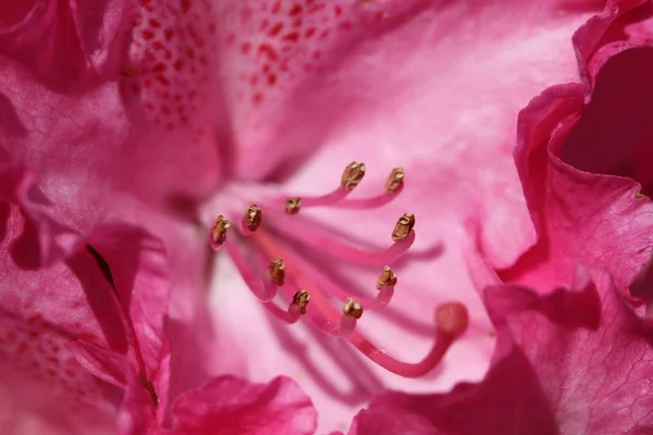 Flores Florecientes Hermosas Fondo Naturaleza — Foto de Stock