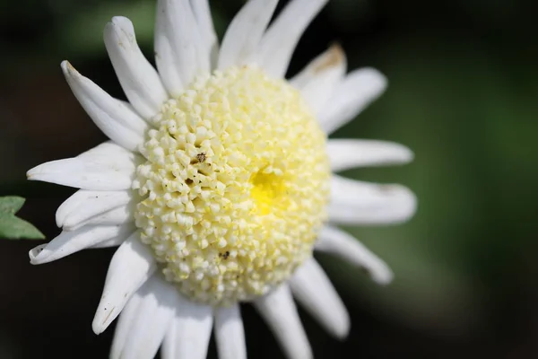 庭の白い花 — ストック写真