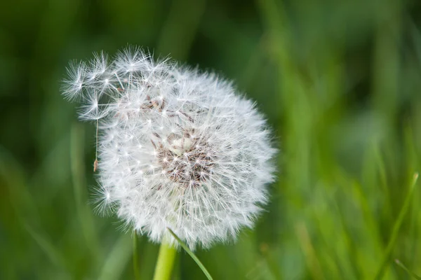 Schöne Aussicht Auf Natürliche Löwenzahnblume — Stockfoto