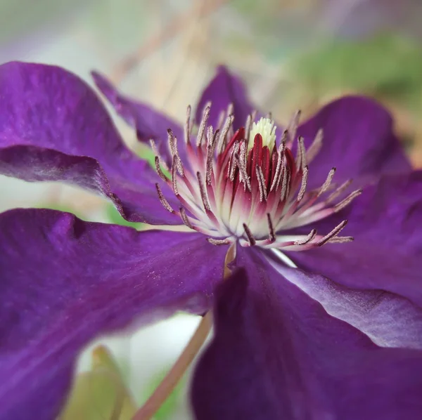 Květní Lístky Clematis Flóra — Stock fotografie