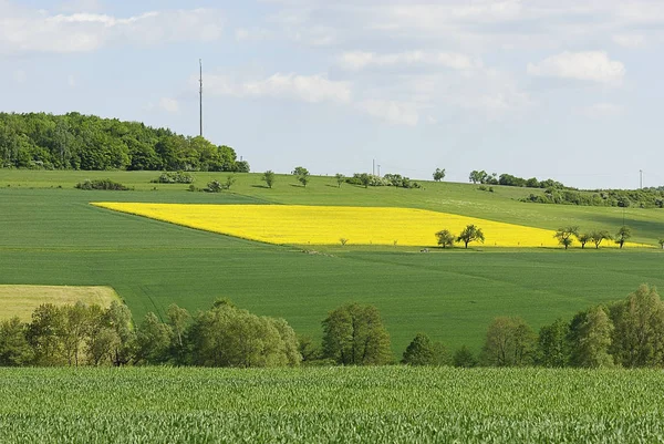 Gult Rapsfält Jordbruk — Stockfoto