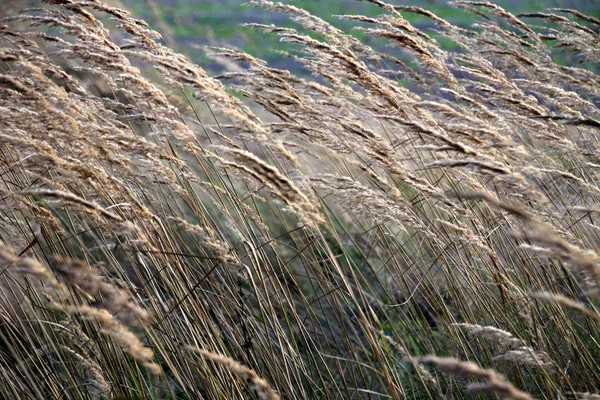 Piękne Botaniczne Ujęcie Naturalna Tapeta — Zdjęcie stockowe