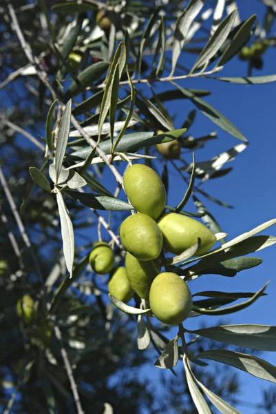 Zelené Olivy Stromě — Stock fotografie