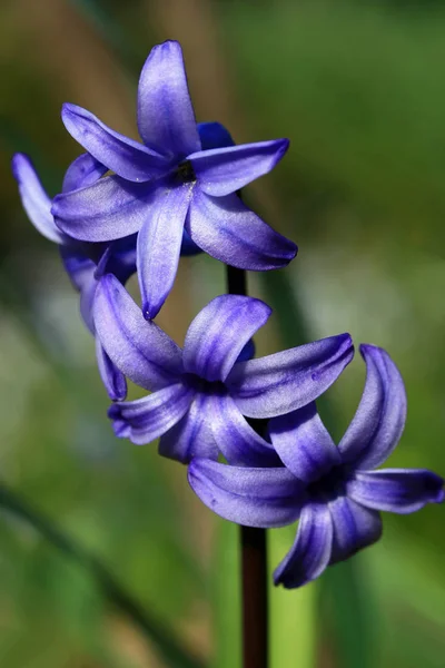 Квіти Гіацинта Флора Ботаніка — стокове фото