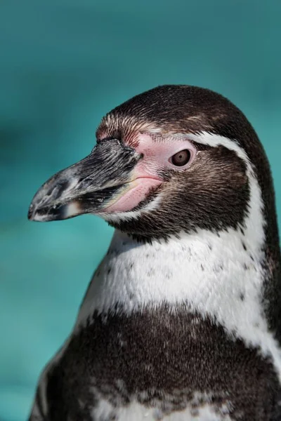 Vista Panorámica Las Aves Pingüinos Lindos Naturaleza — Foto de Stock