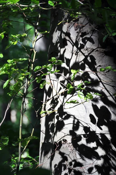 Весной Отражение Букового Дерева — стоковое фото