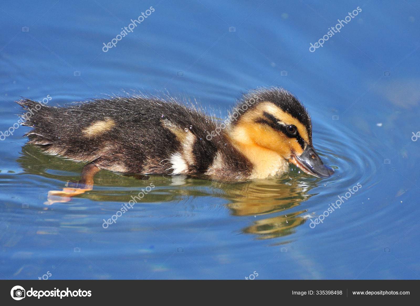 Утки Воде Стоковое Фото ©PantherMediaSeller 335398498