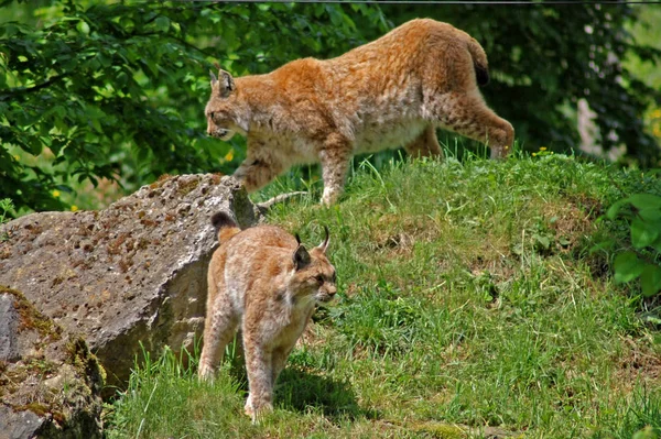 自然界に生息するオオカミや — ストック写真