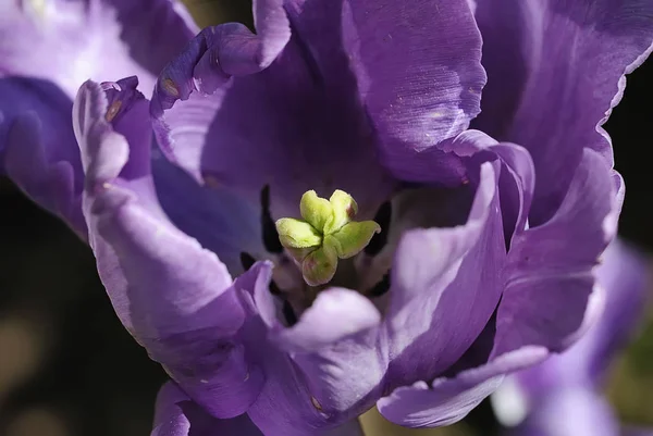 Tulp Bloemen Bloemblaadjes Lente Flora — Stockfoto