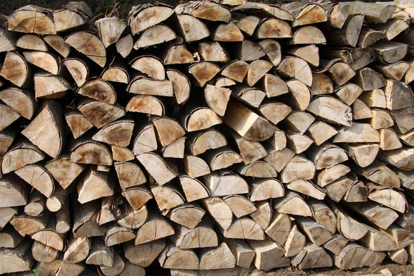 Tree Trunk Wooden Birch — Stock Photo, Image