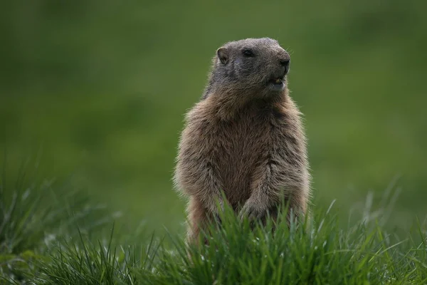 Cute Marmot Grass — Stock Photo, Image